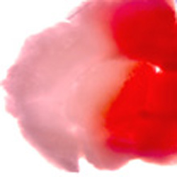 large product photo